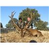 Image 1 : CAZATUR: 4-Day Spanish Red Deer or Fallow Deer Hunt for Two Hunters in Spain - Includes Trophy Fees