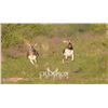 Image 1 : CHAMPION RANCH: 3-Day/2-Night Trophy Blackbuck and Whitetail Deer Hunt for One Hunter and One Non-Hu