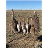 Image 1 : DETAIL COMPANY: 3-Day Wild Upland Bird Hunting Adventure for Two Hunters in Montana