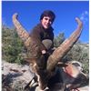 Image 1 : INTL TROPHY OUTFITTERS: 5-Day Southeastern Ibex Hunt for One Hunter in Seville, Spain - Includes Tro