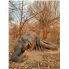 Image 1 : MOKORE SAFARIS: 10-Day Tuskless Elephant Hunt for One Hunter and One Non-Hunter in Zimbabwe