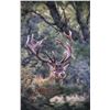 Image 1 : ESTANCIA EL CARRIZAL: 5-Day Red Stag and Blackbuck Hunt for Two Hunters in Argentina - Includes Trop