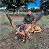 Image 1 : GREAT EUROPEAN HUNTS: 4-Day Fallow OR Roe Deer Hunt for Two Hunters in Spain - Includes Trophy Fees