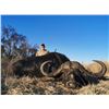 Image 1 : SADAKA SAFARIS: 8-Day Cape Buffalo and Sable Hunt for Two Hunters in South Africa - Includes Trophy