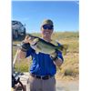 Image 1 : LOCHOW RANCH: 4,000 Pure Florida Strain Largemouth Bass Fingerlings