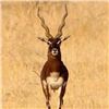 Image 1 : ARGENTINA-SPAIN /GBH SAFARIS: 4-Day Blackbuck Hunt for Three Hunters in Argentina - Includes Trophy