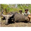 Image 1 : MIKE CURRIE ADV:7-Day Northwestern Buffalo Hunt for One Hunter and One Non-Hunter in Cameroon