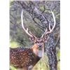 Image 1 : ESTANCIA EL CARRIZAL: 5-Day Big Game Hunt for Four Hunters in Argentina - Includes Trophy Fees
