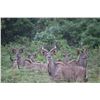 Image 1 : WOW AFRICA: 10-Day Spiral Horn Slam Safari for Two Hunters and Two Non-Hunters in South Africa - Inc