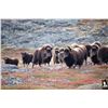 Image 1 : CANADA NORTH: 5-Day Barren Ground Muskox and Barren Ground Caribou Hunt for One Hunter in Nunavut Te