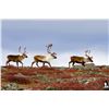 Image 2 : CANADA NORTH: 5-Day Barren Ground Muskox and Barren Ground Caribou Hunt for One Hunter in Nunavut Te