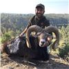 Image 1 : FERNANDO SAIZ: 4-Day Fallow Deer or Iberian Mouflon Sheep Hunt for Two Hunters in Spain - Includes T