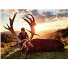 Image 1 : WANGANUI: 4-Day Red Stag Hunt for Two Hunters and Two Non-Hunters in Whanganui, New Zealand - Includ