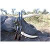 Image 1 : NDUMO SAFARIS: 16-Day Trophy Elephant Hunt for One Hunter and One Non-Hunter in Namibia's Caprivi St