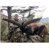 Image 1 : SALVA MONFORTE: 4-Day Beceite Ibex Hunt for One or Two Hunters in Spain - Includes Trophy Fees