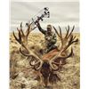 Image 1 : ALGAR SAFARIS: 5-Day-6/Night Gold Medal Red Stag Hunt for Four Hunters in Argentina - Includes Troph