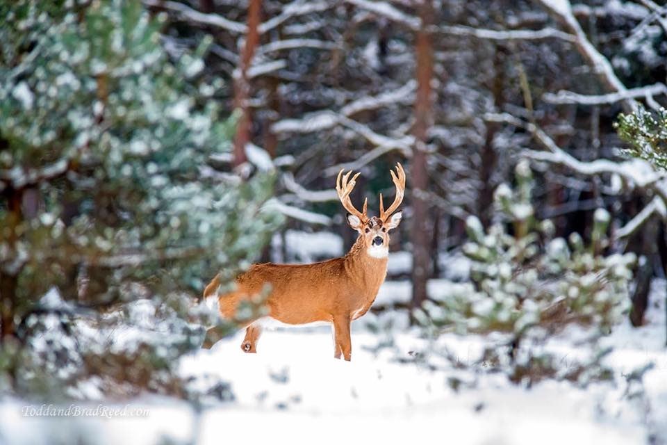 LEGENDS RANCH: 4-Day Whitetail Deer Hunt for One Hunter and One Non ...