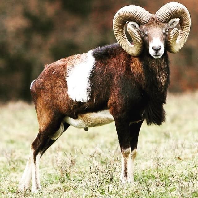 777 RANCH: 4-Day Exotic Game Hunt for Two Hunters and Two Non-Hunters ...