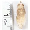 Image 10 : Zuni Fossilized Ivory Wolf Fetish, Parnell Laate