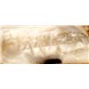 Image 9 : Zuni Fossilized Ivory Wolf Fetish, Parnell Laate