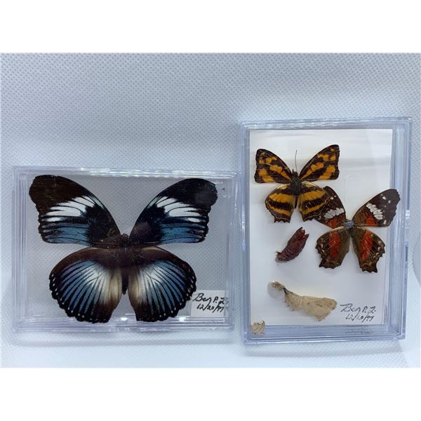 Butterfly Display Case Lot of 2Â 