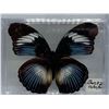 Image 2 : Butterfly Display Case Lot of 2Â 