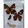 Image 3 : Butterfly Display Case Lot of 2Â 