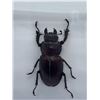 Image 2 : Beetle Display Case Lot of 2