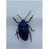Image 3 : Beetle Display Case Lot of 2