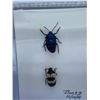 Image 5 : Beetle Display Case Lot of 2