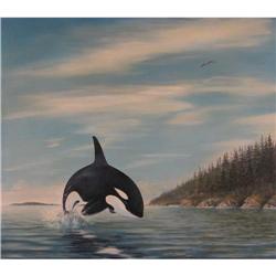 OIL ORCA (KILLER WHALE) NORTHWEST WATERS