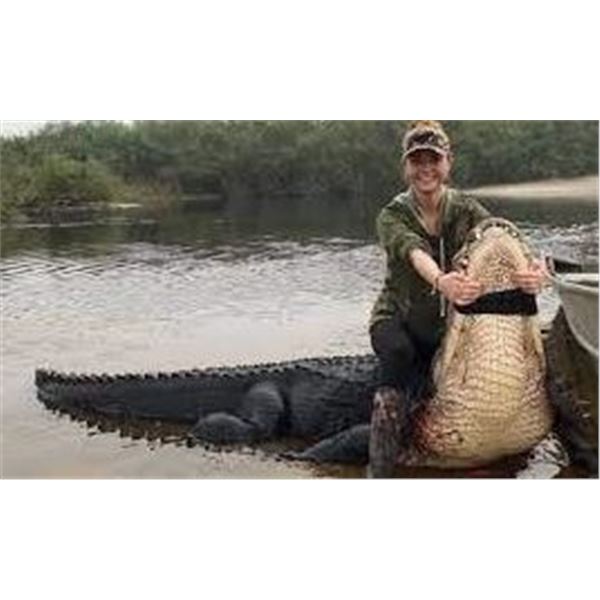 Florida Alligator up to 10'11" in Florida
