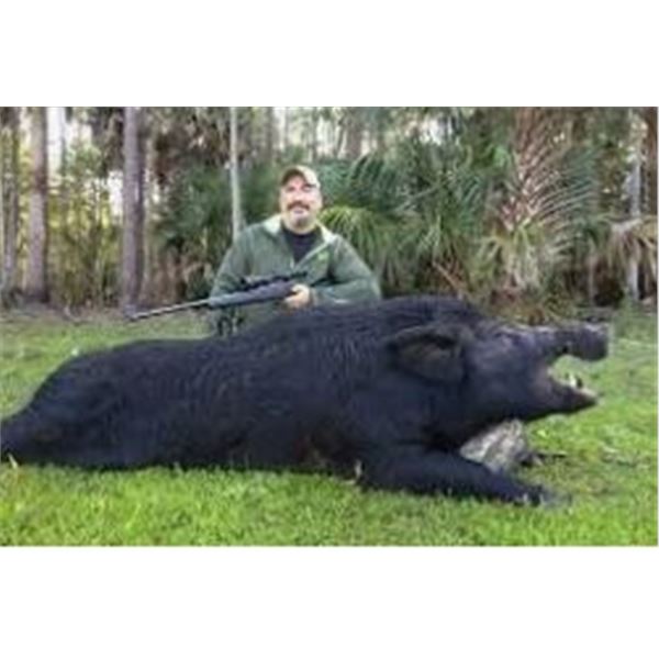 Wild Hog hunt for 4 in Florida