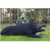 Image 1 : Wild Hog hunt for 4 in Florida