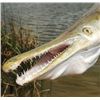 Image 1 : Alligator Gar fishing trip for 3 in Texas
