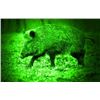 Image 1 : Night vision Hog hunt for 2 in Texas