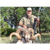 Image 1 : Corsican Ram hunt for 2 in Texas