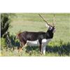 Image 1 : Blackbuck Antelope hunt for 1 in Texas