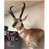 Image 3 : New Mexico Trophy Antelope Hunt Fully Guided 3 day hunt
