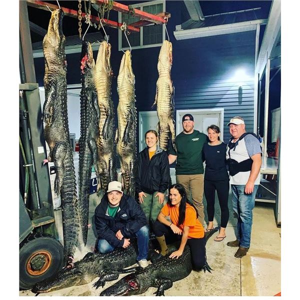 Florida Alligator up to 11'6"