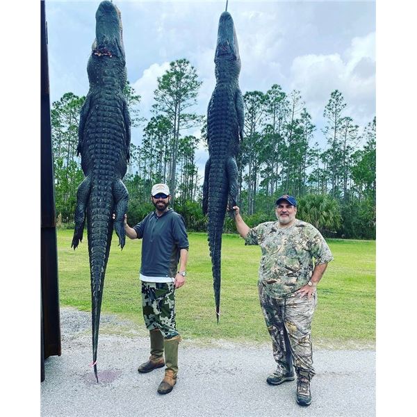 TROPHY Florida Alligator up to 13' or larger on over 300,000 acers