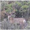 Image 2 : Fully Guided 5 day Colorado Mule Deer Hunt 2022