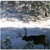 Image 3 : Fully Guided 5 day Colorado Mule Deer Hunt 2022