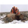 Image 1 : Colorado Cow Elk Hunt 2022