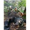Image 1 : New Mexico Fall Bear hunt with hounds Fully Guided