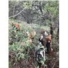 Image 2 : New Mexico Fall Bear hunt with hounds Fully Guided