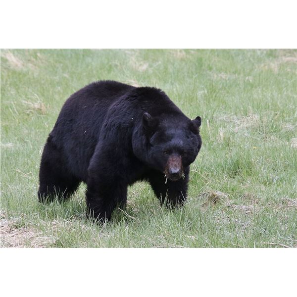 Trophy Utah Black Bear, Limited-Entry, Multi-season, Central Mtns, Nebo Unit