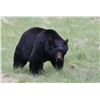 Image 1 : Trophy Utah Black Bear, Limited-Entry, Multi-season, Central Mtns, Nebo Unit