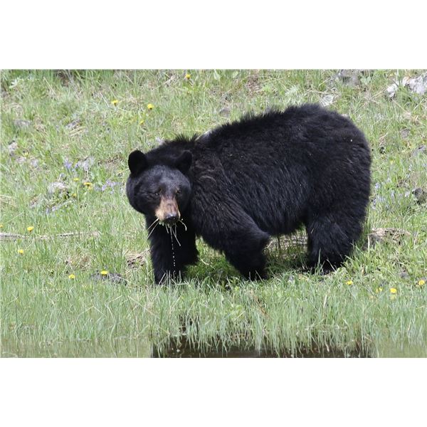 Trophy Utah Black Bear, Limited-Entry, Multi-season, La Sal Unit
