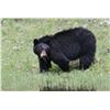 Image 1 : Trophy Utah Black Bear, Limited-Entry, Multi-season, La Sal Unit